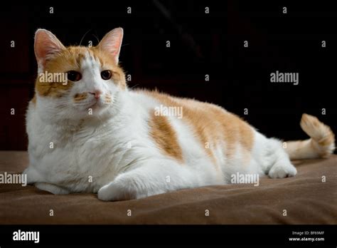 fat white cat|orange and white fat cat.